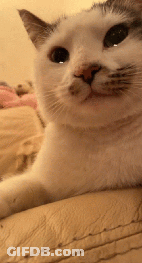 Cute Sad Cat Crying Filter GIF