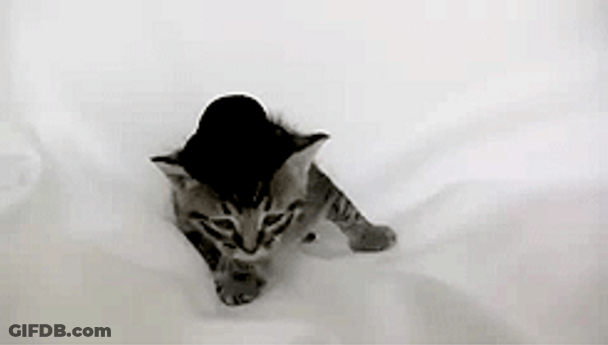Cute Sad Cat Wearing Little Hat GIF