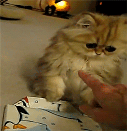Cute Sad Eyes Furry Kitty GIF