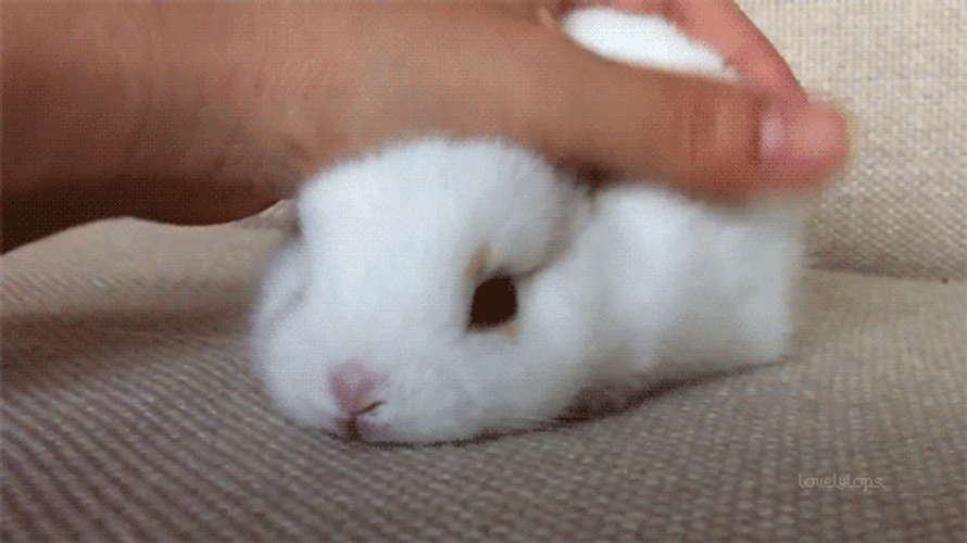 Cute Sad Tiny Rabbit Massage GIF