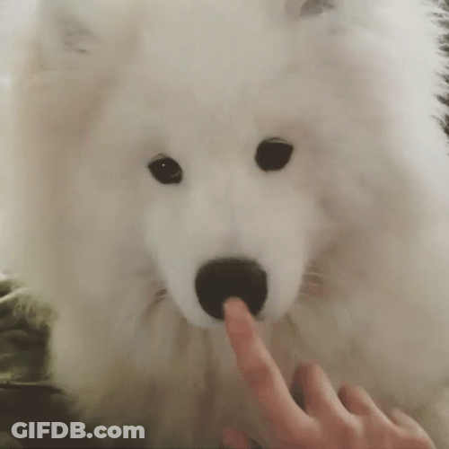 Cute Samoyed Dog Boop GIF