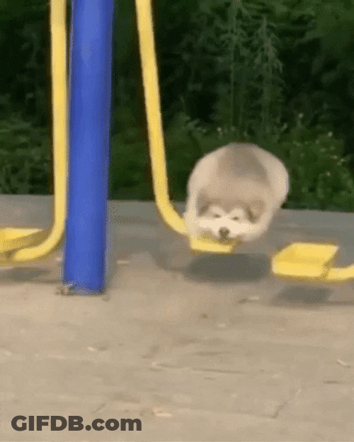 Cute Samoyed Dog Swinging GIF