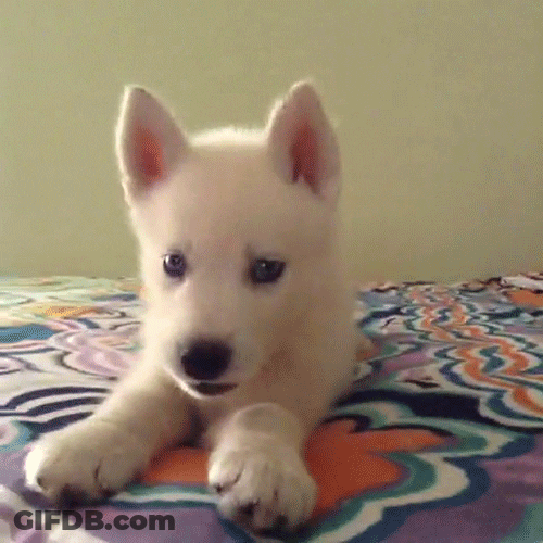 Cute Samoyed Puppy Barking GIF