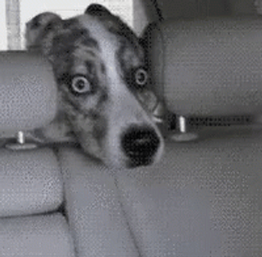 Cute Scared Dog Asking Help GIF