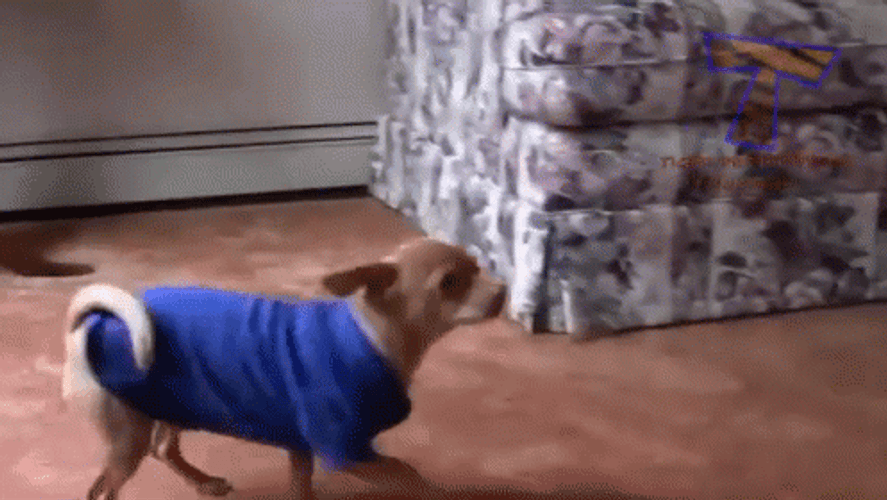Cute Scared Dog Hide Me GIF