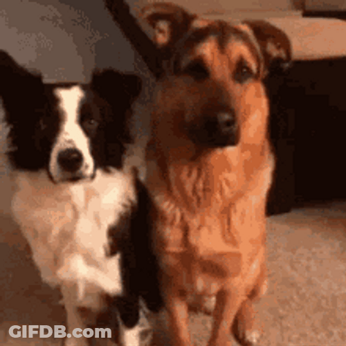 Cute Scared Dog Hug GIF