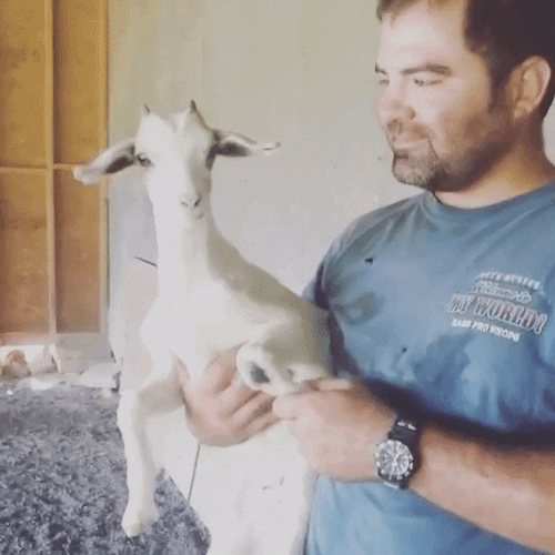 Cute Screaming White Talkative Goat GIF