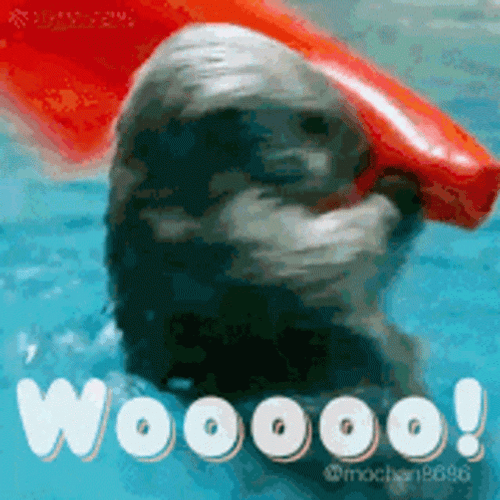 Cute Sea Otter Spinning GIF