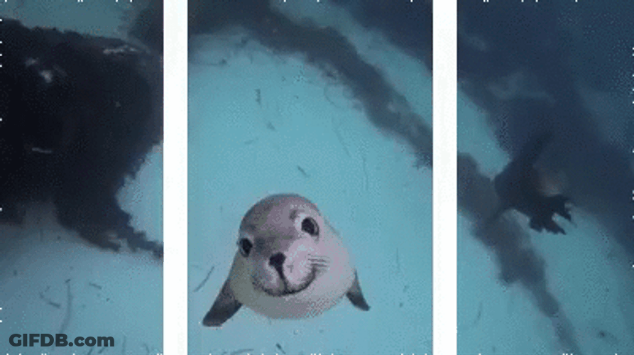 Cute Seal Kiss You GIF