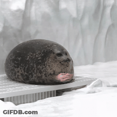 Cute Seal Waiting Patiently GIF