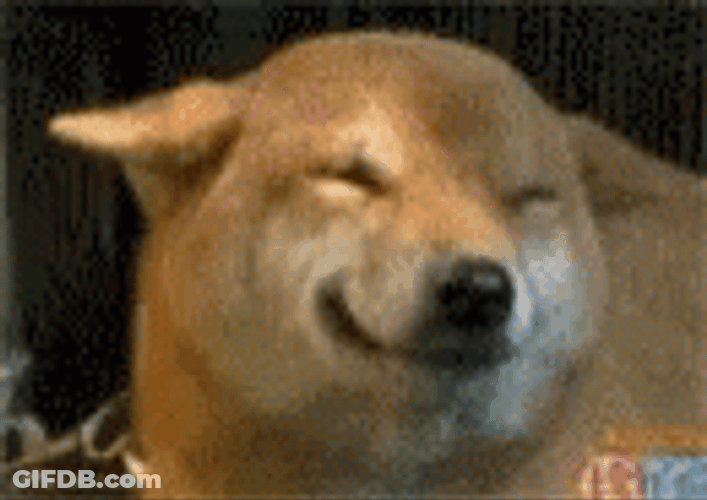 Cute Shiba Inu Dog Genuine Smile GIF