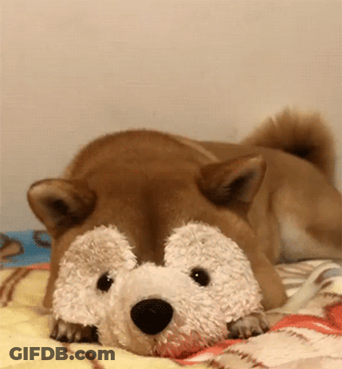 Cute Shiba Inu Dog GIF