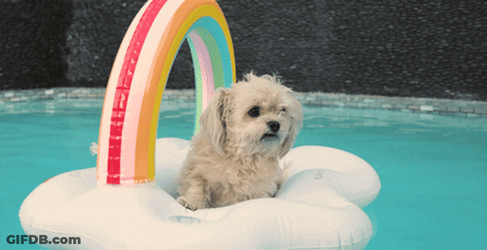 Cute Shih Tzu Chilling In The Pool GIF