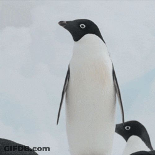 Cute Shocked Penguin GIF
