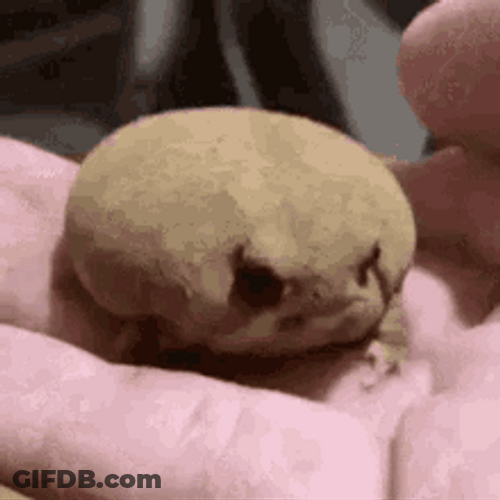 Cute Shy Bull Frog GIF