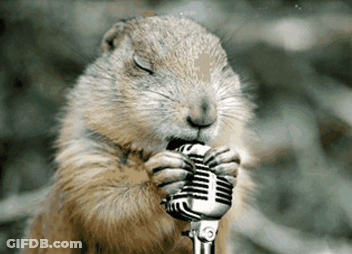 Cute Singer Groundhog Meme GIF