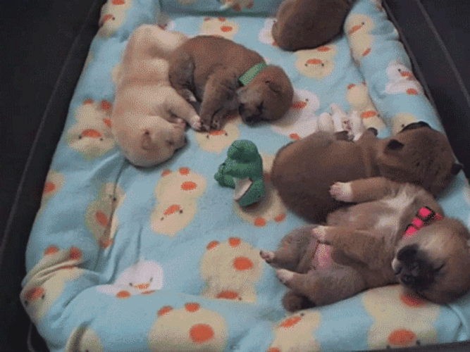Cute Sleeping Dreaming Puppies GIF