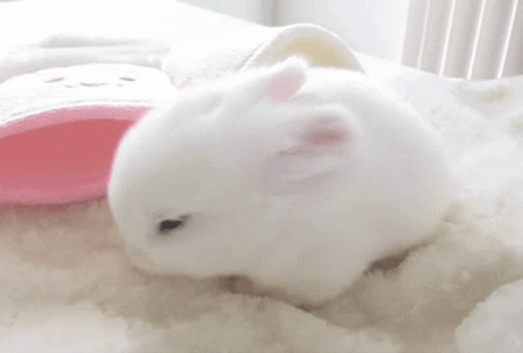 Cute Sleepy Baby Bunny GIF