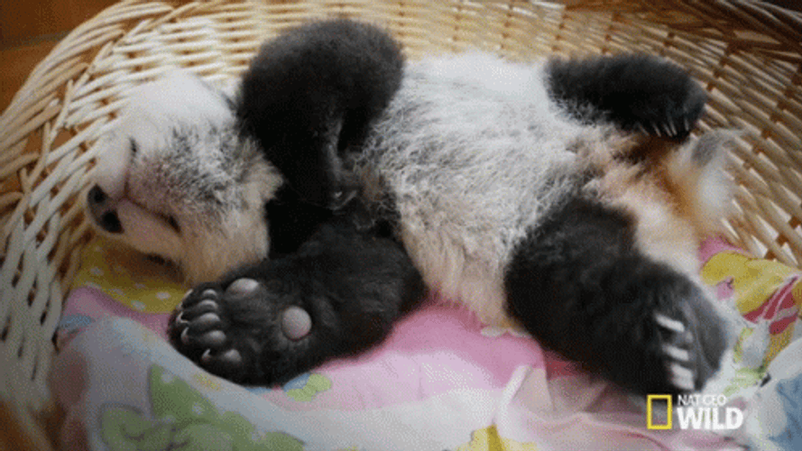 Cute Sleepy Baby Panda GIF