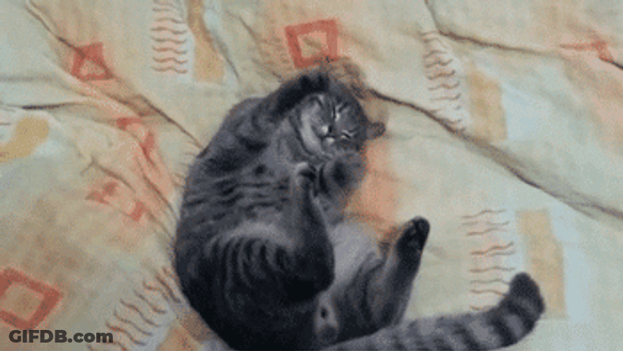 Cute Sleepy Black Cat GIF