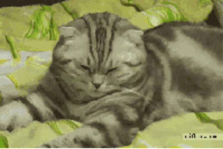 Cute Sleepy Cat GIF