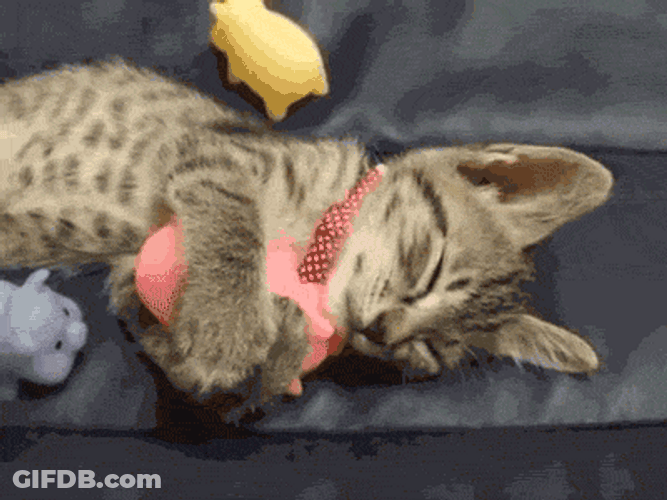Cute Sleepy Cat  Cuddling Its Toy GIF