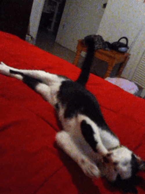 Cute Sleepy Cat In Red Bed GIF