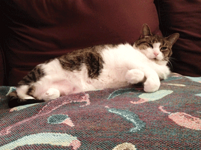Cute Sleepy Cat In Sofa GIF