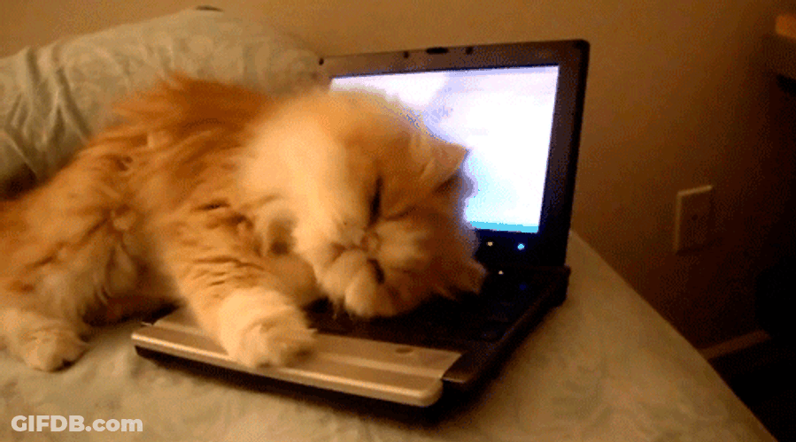 Cute Sleepy Cat Lying On Laptop GIF
