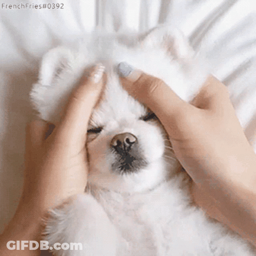Cute Sleepy Dog Massage GIF