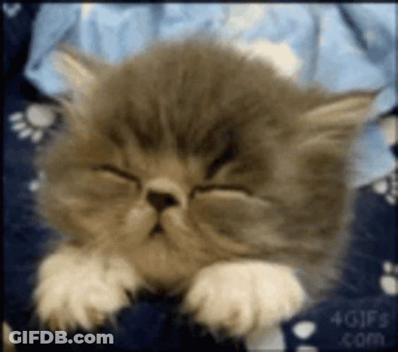 Cute Sleepy Furry Little Kitten GIF