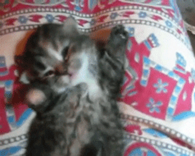 Cute Sleepy Kitten GIF