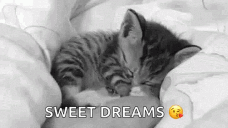 Cute Sleepy Kitten Sweet Dreams GIF