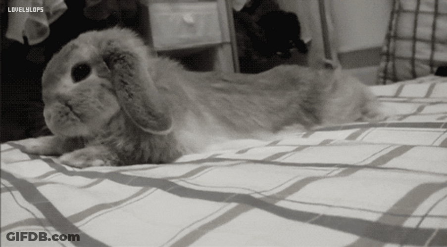 Cute Sleepy Rabbit Rolling GIF
