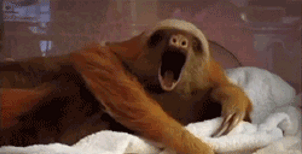 Cute Sleepy Yawning Sloth GIF