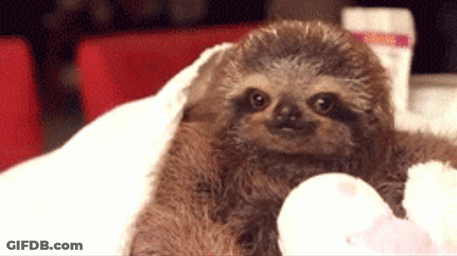 Cute Sloth Giving Motivation GIF