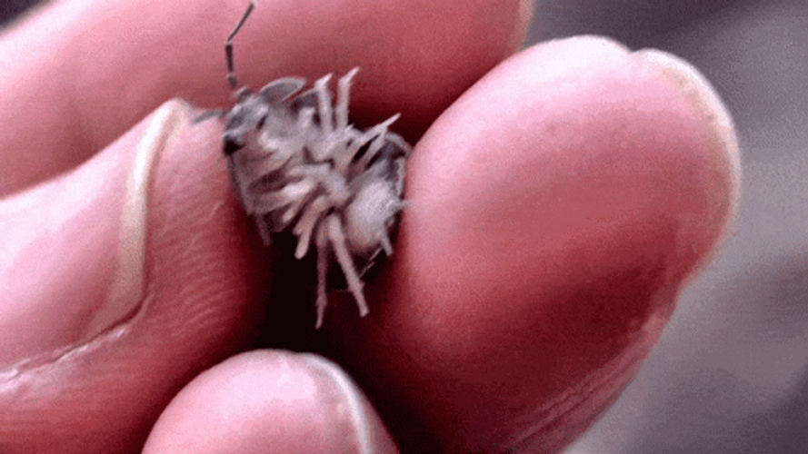 Cute Small Bug GIF
