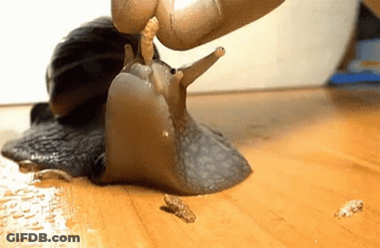 Cute Snail Eating Worm GIF
