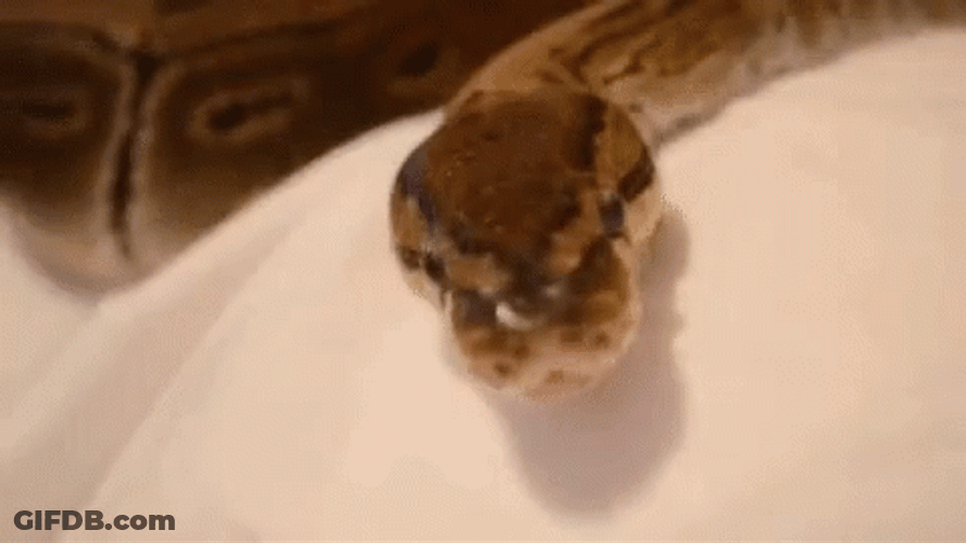 Cute Snake Blushing And Crawling Away GIF