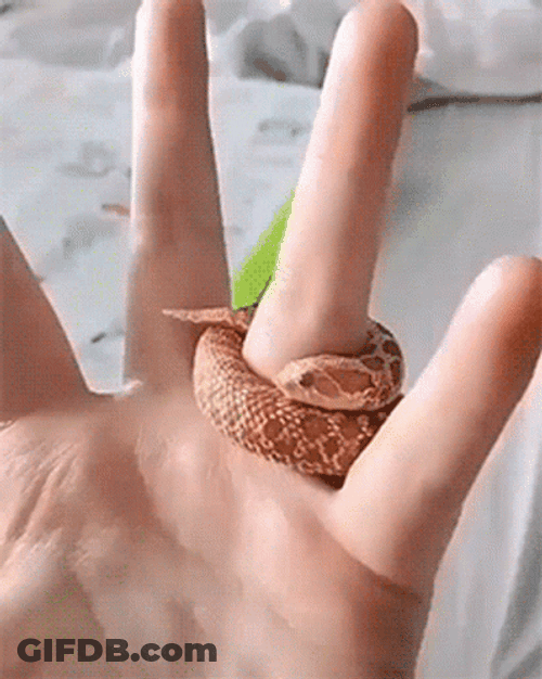 Cute Snake Coiling Around Finger GIF