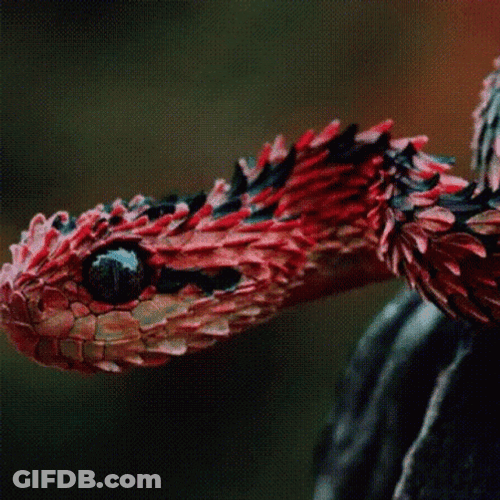 Cute Snake Head Changing Colors GIF