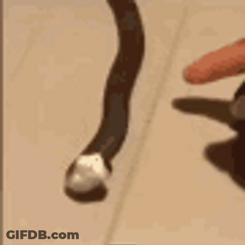 Cute Snake Playing Dead GIF