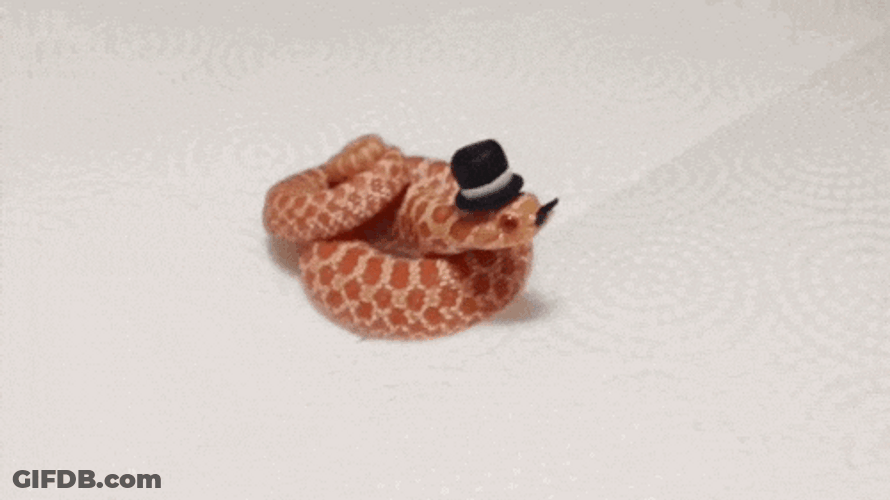 Cute Snake Wearing Small Hat GIF