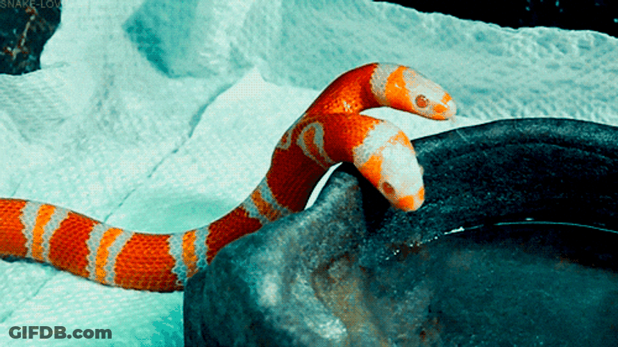 Cute Snake With Two Heads GIF