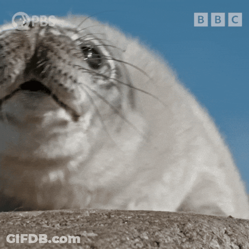 Cute Spinning Seal GIF