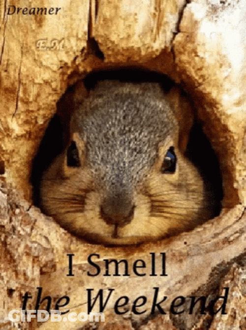 Cute Squirrel Almost The Weekend GIF
