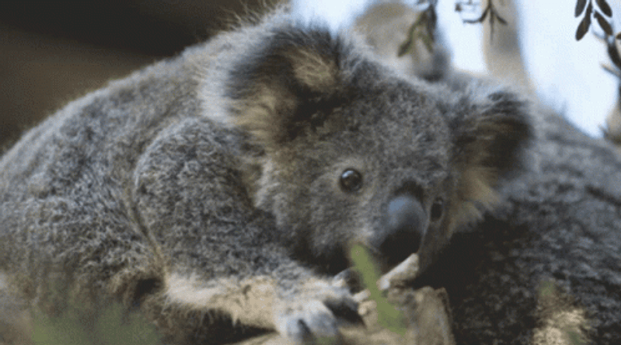 Cute Staring Koala GIF