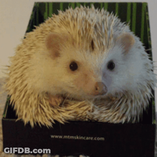 Cute Steady Hedgehog GIF