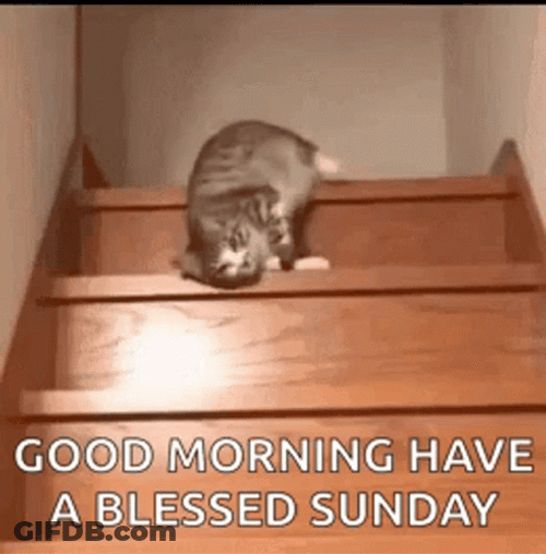 Cute Sunday Cat Good Morning Have Blessed Day GIF