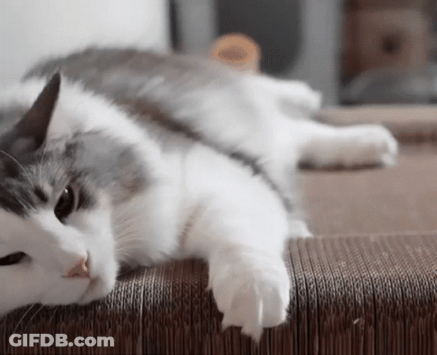 Cute Sweet Cats Snuggles GIF